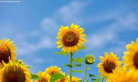 76岁的我抗肺癌2年了，5点治疗心得体会希望帮助大家抗癌之路走得更顺